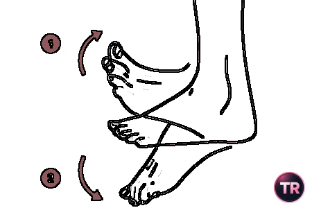 Flexión plantar y dorsiflexión