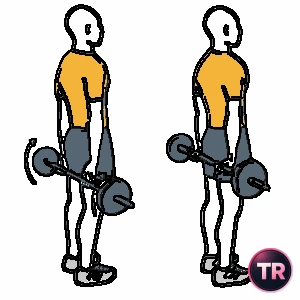 Flexion de poignets avec barre dans le dos