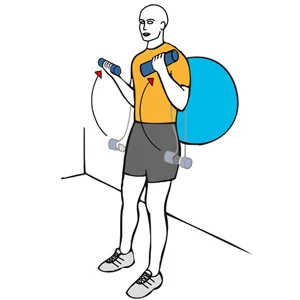 Biceps curl with dumbbells supported on a stability ball