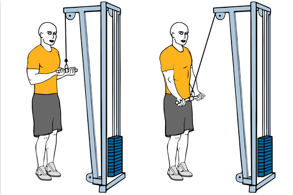 Extensión inversa de tríceps de pie