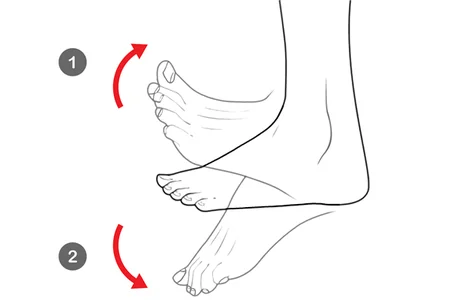 Flexión plantar y dorsiflexión